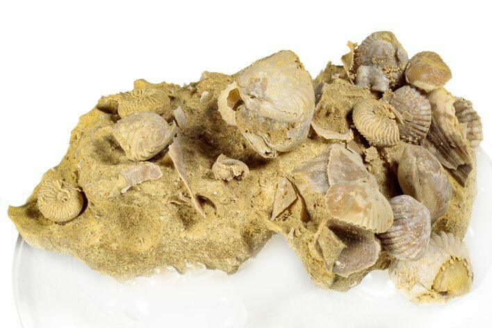 Miniature Fossil Cluster (Ammonite, Brachiopods, Urchin) - France #276226